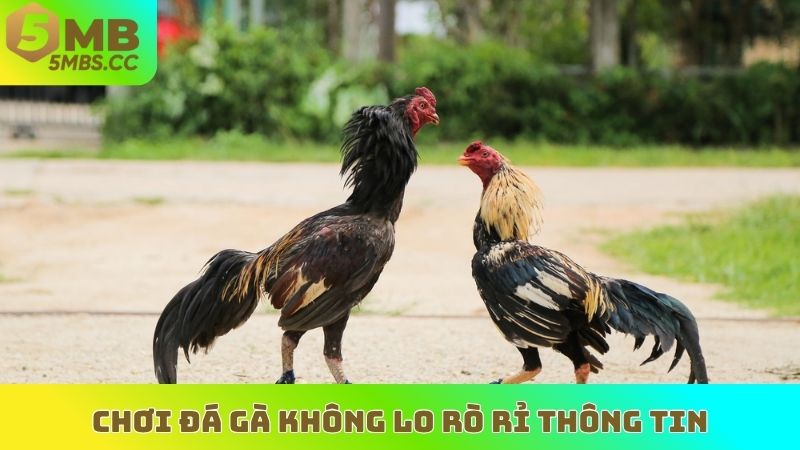 Chơi đá gà trực tuyến không lo rò rỉ thông tin