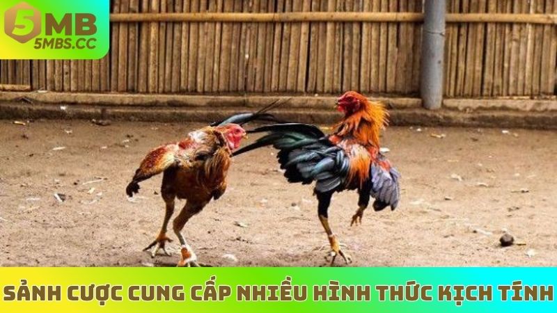 Sảnh cược cung cấp nhiều hình thức đá gà kịch tính