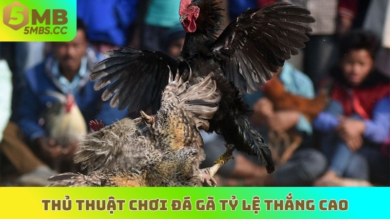 Thủ thuật chơi đá gà tỷ lệ thắng cao