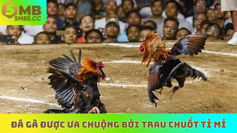 Sảnh đá gà được ưa chuộng bởi được trau chuốt tỉ mỉ
